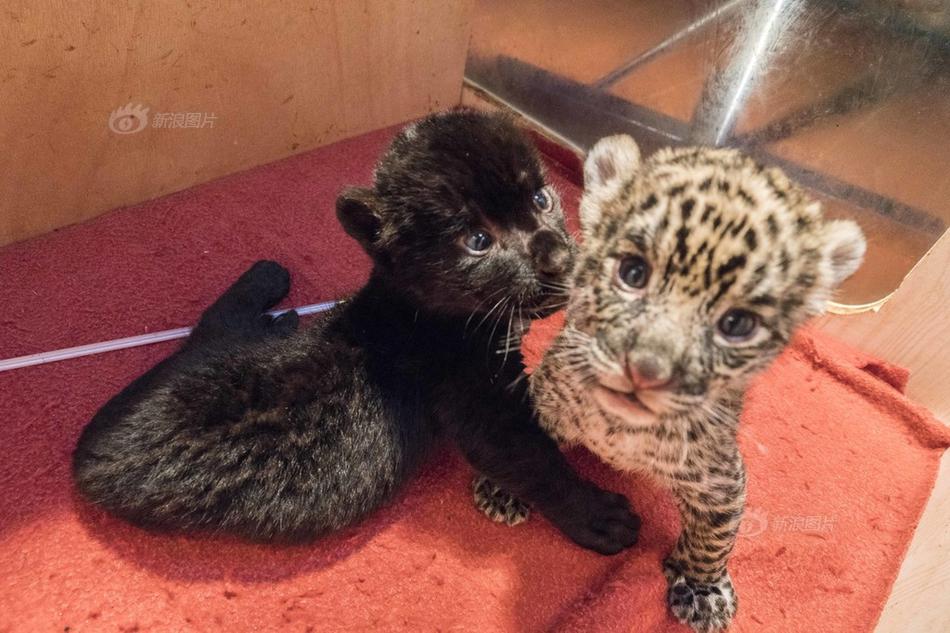 暗戀清冷男主1v1筆趣閣