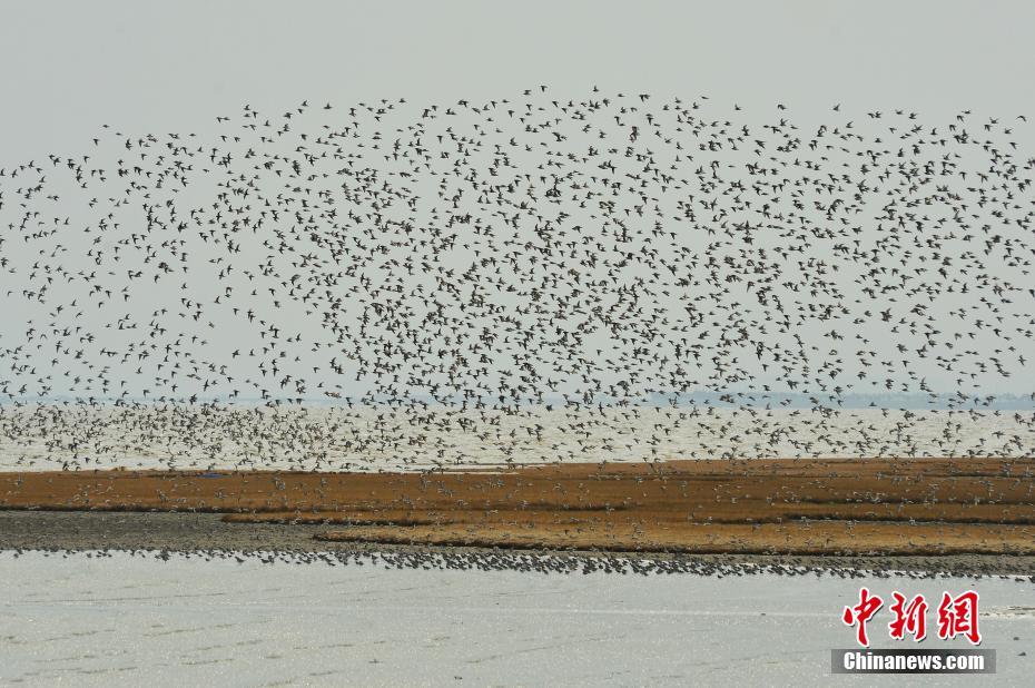 重生之契弟by止寧百度云txt