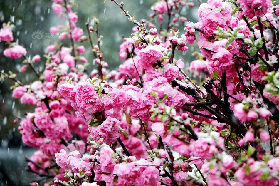 春意失控by一枝獨秀小說