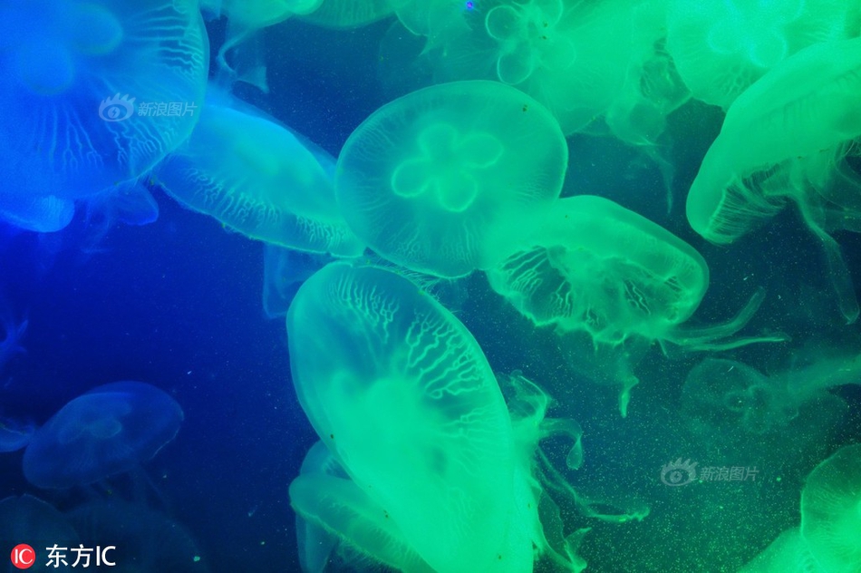 在異世界開后宮櫻花動(dòng)漫