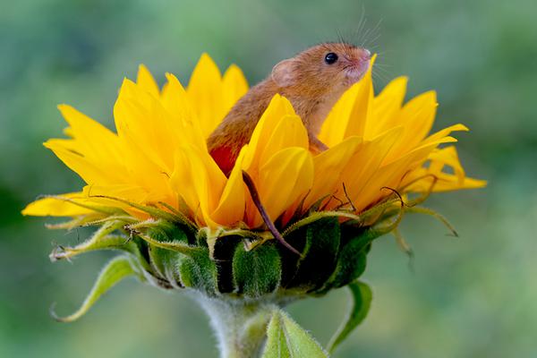 與狼共枕強(qiáng)攻TXT