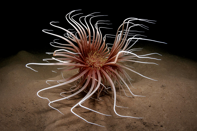 霸凌游戲by雪梨說的是什么