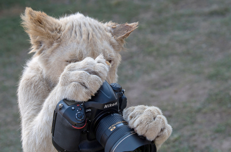 《風月無邊》by飛天小弗朗