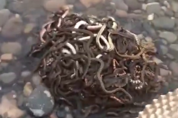 《余燼》by卿淅好看嗎