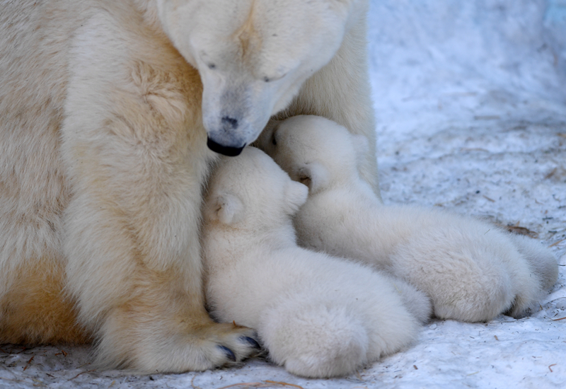 穿越正在洞房的兩兄弟小說