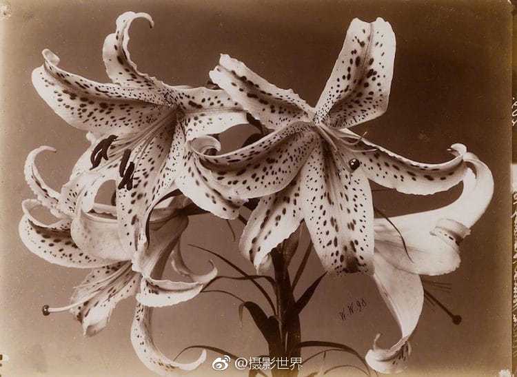 沉火不眠by詩(shī)無(wú)茶全文