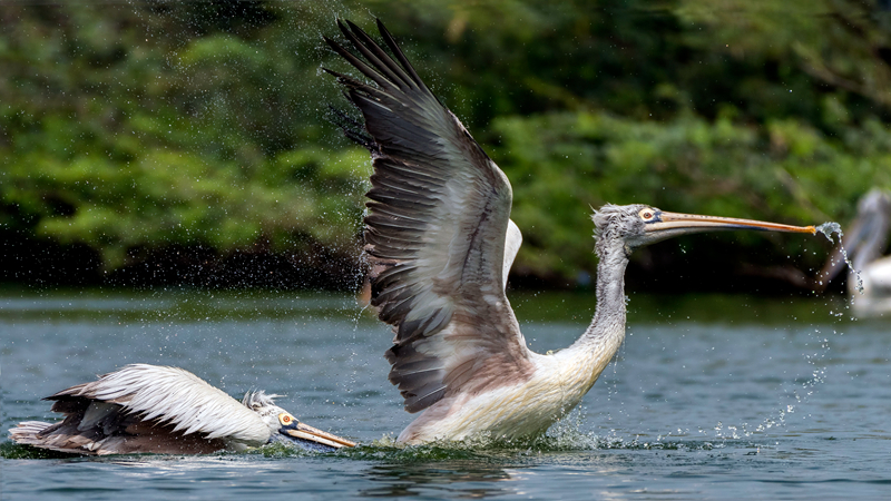 以茶入藥(年齡差1v1)作者:bigale