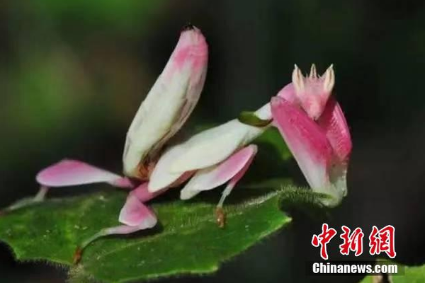 《萌萌媽媽》動漫免費(fèi)觀看