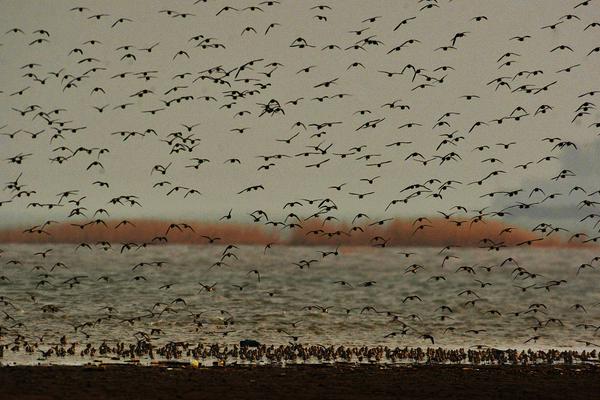 《絕對(duì)服從》by藍(lán)飏