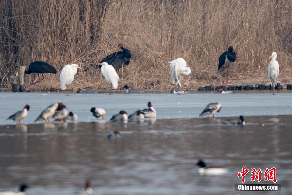 湛藍(lán)徽章txt全集
