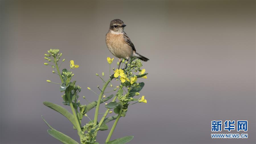 匪氣by洛陽鉬講的什么
