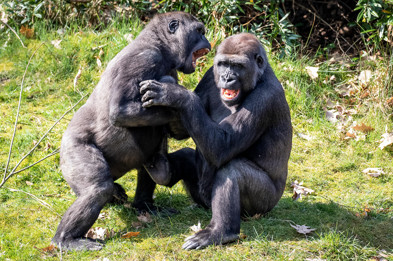 總裁的女配知乎