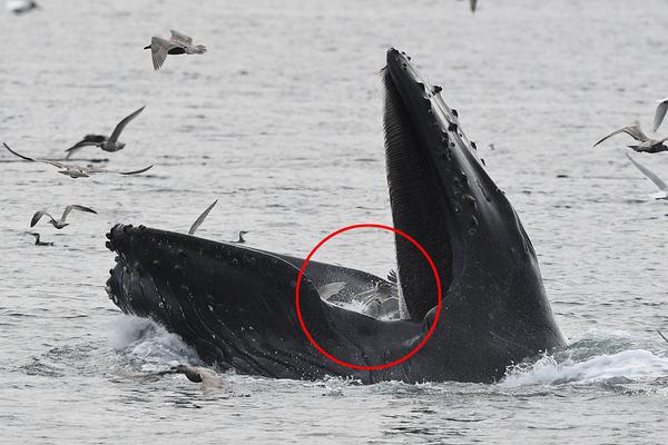 《何以為家》by栗子寬