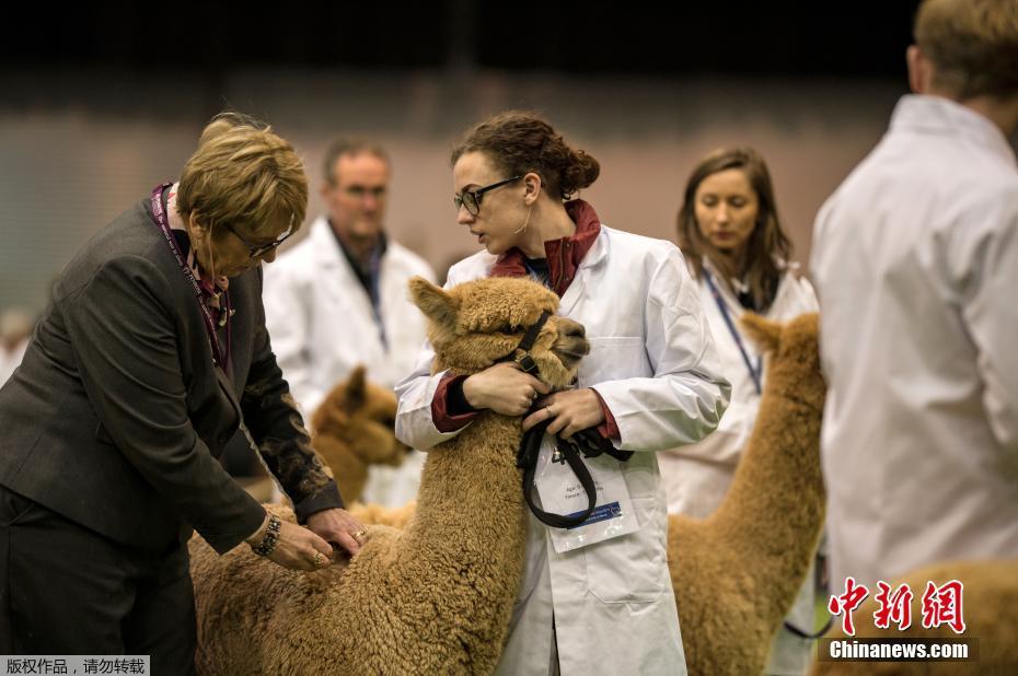 參考消息(免費版)2025