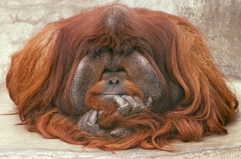 阿里里呀的作品集txt