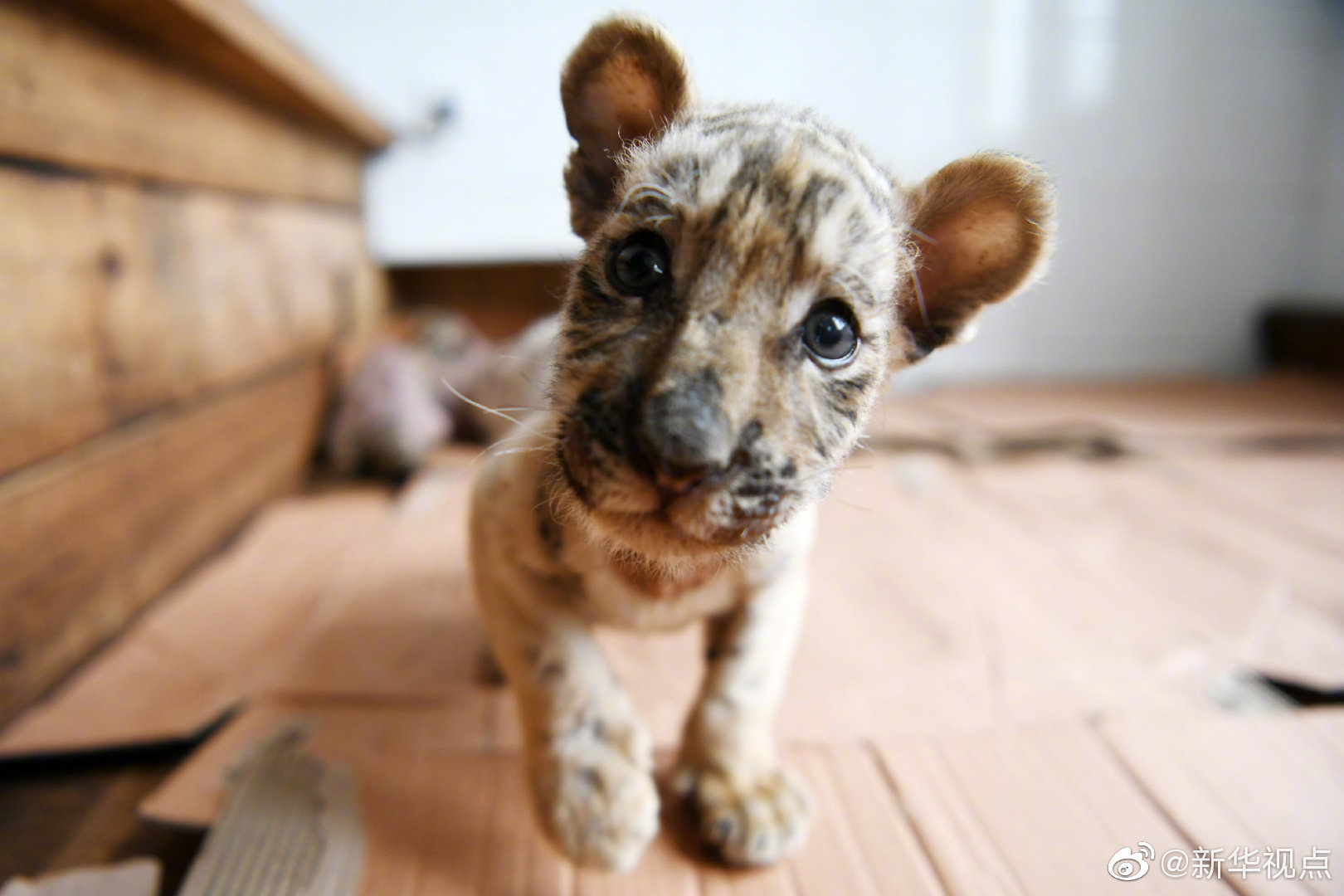 附生by柳滿坡txt百度云